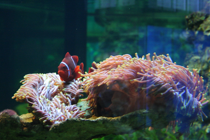 Killikus&reg; Fotographie